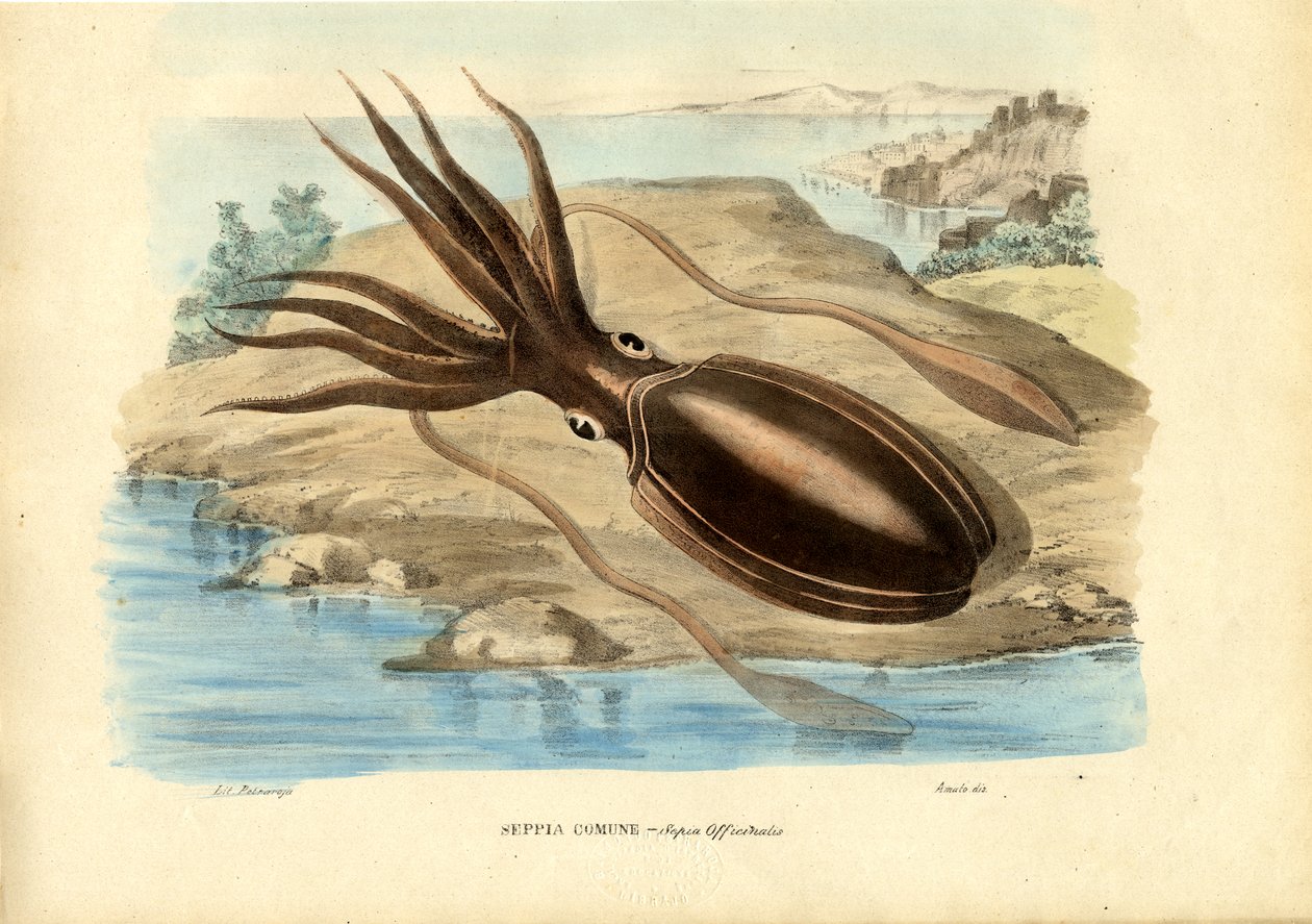 Bläckfisk, 1863-79 av Raimundo Petraroja