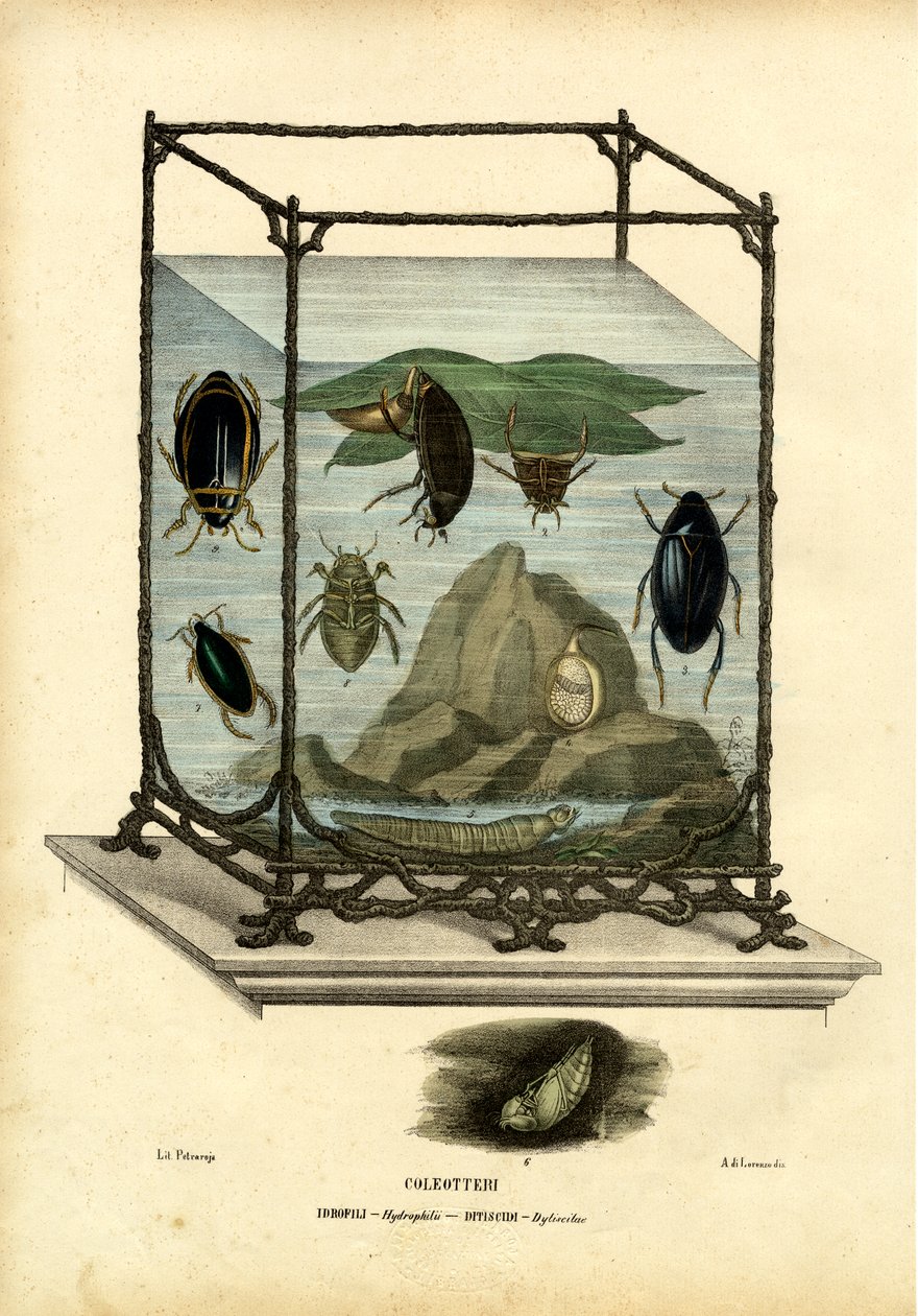 Dykning och vattenbaggar, 1863-79 av Raimundo Petraroja