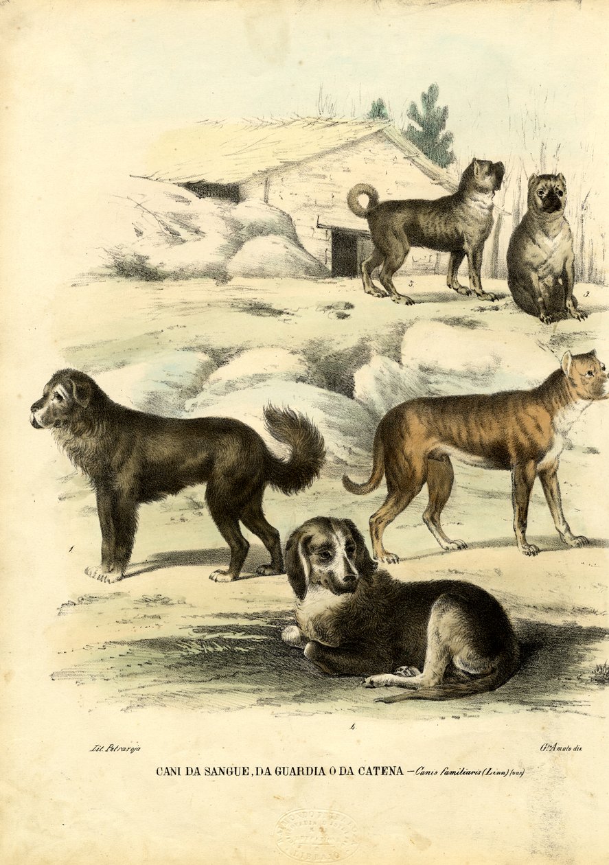 Hundar, 1863-79 av Raimundo Petraroja
