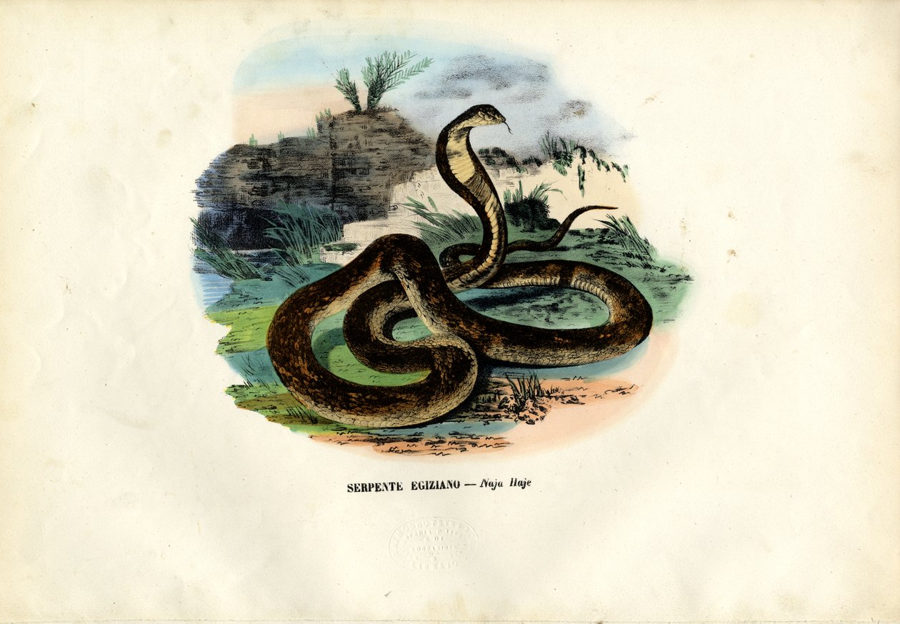 Egyptisk kobra, 1863-79 av Raimundo Petraroja