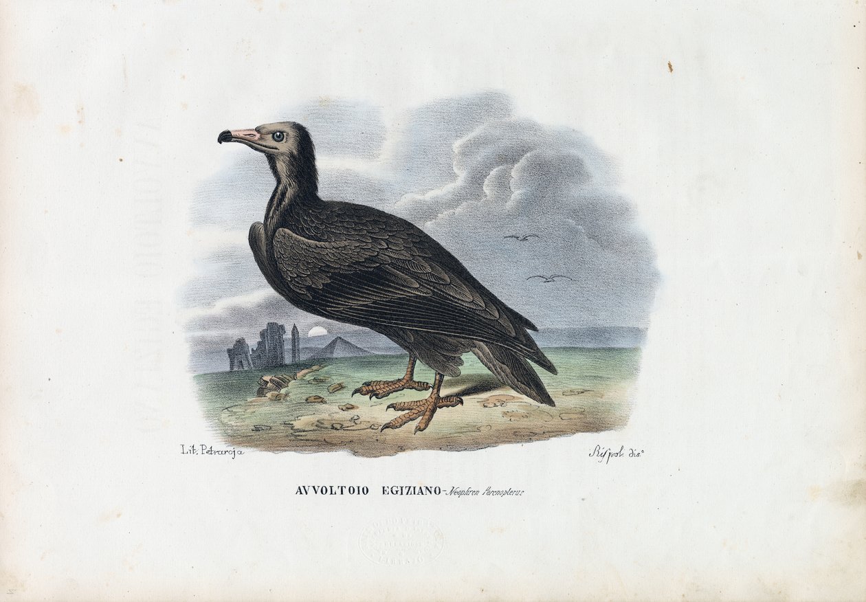 Egyptisk gam, 1863-79 av Raimundo Petraroja