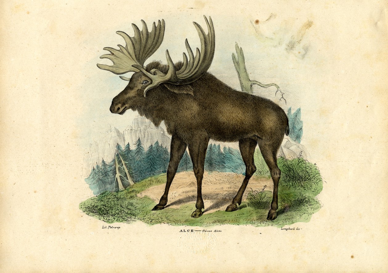 Älg, 1863-79 av Raimundo Petraroja