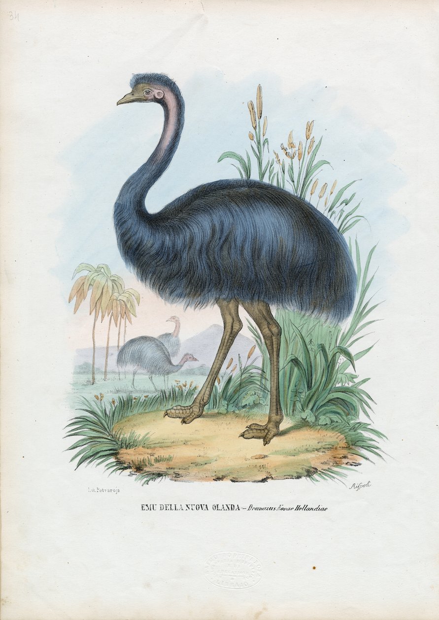 Emu, 1863-79 av Raimundo Petraroja
