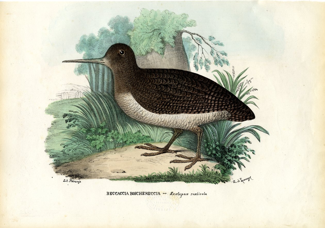 Eurasisk skogssnäppa, 1863-79 av Raimundo Petraroja
