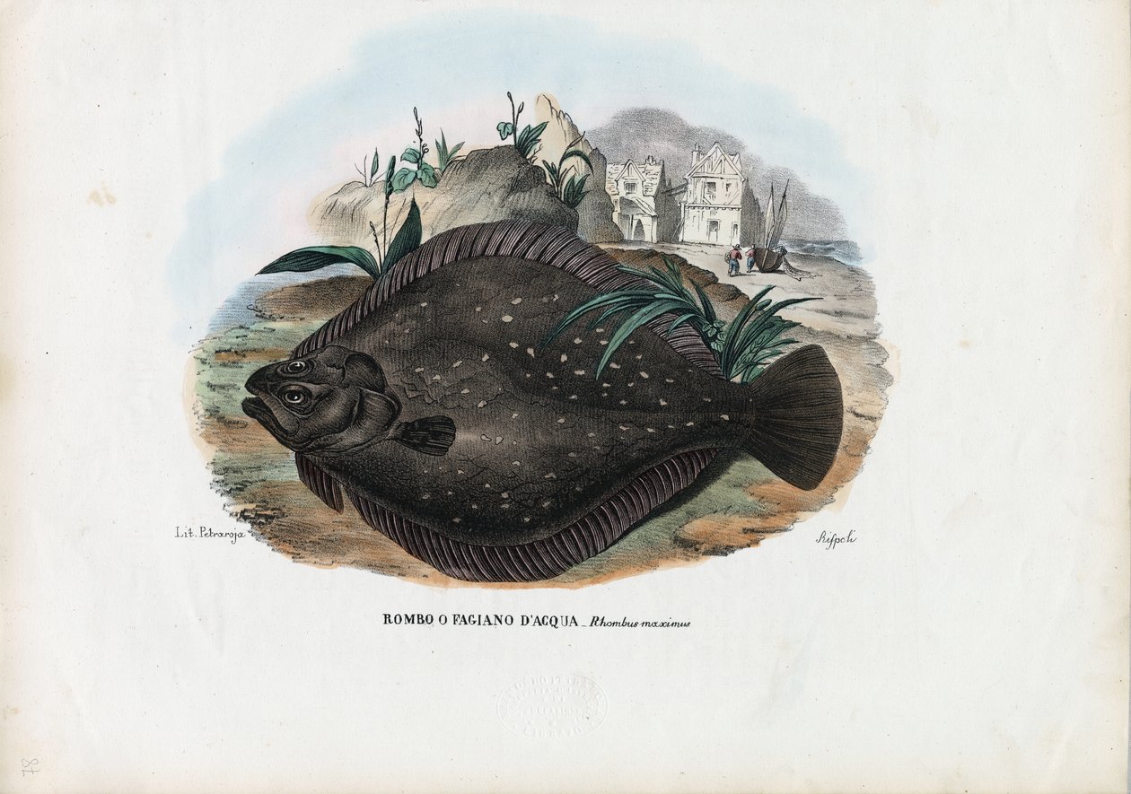Europeisk skrubbskädda, 1863-79 av Raimundo Petraroja