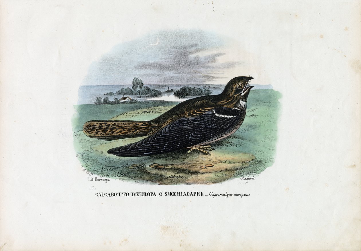European Nightjar, 1863-79 av Raimundo Petraroja
