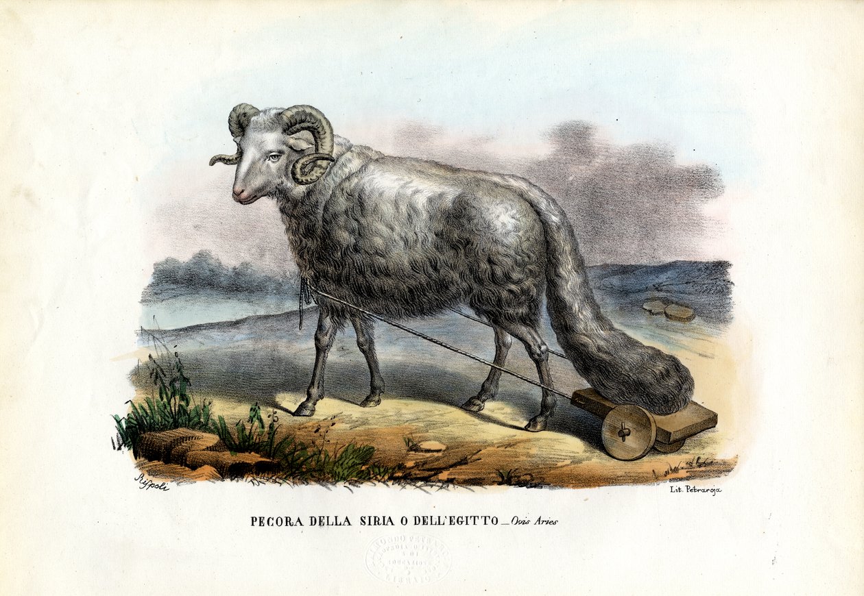 Fet-svansade får, 1863-79 av Raimundo Petraroja