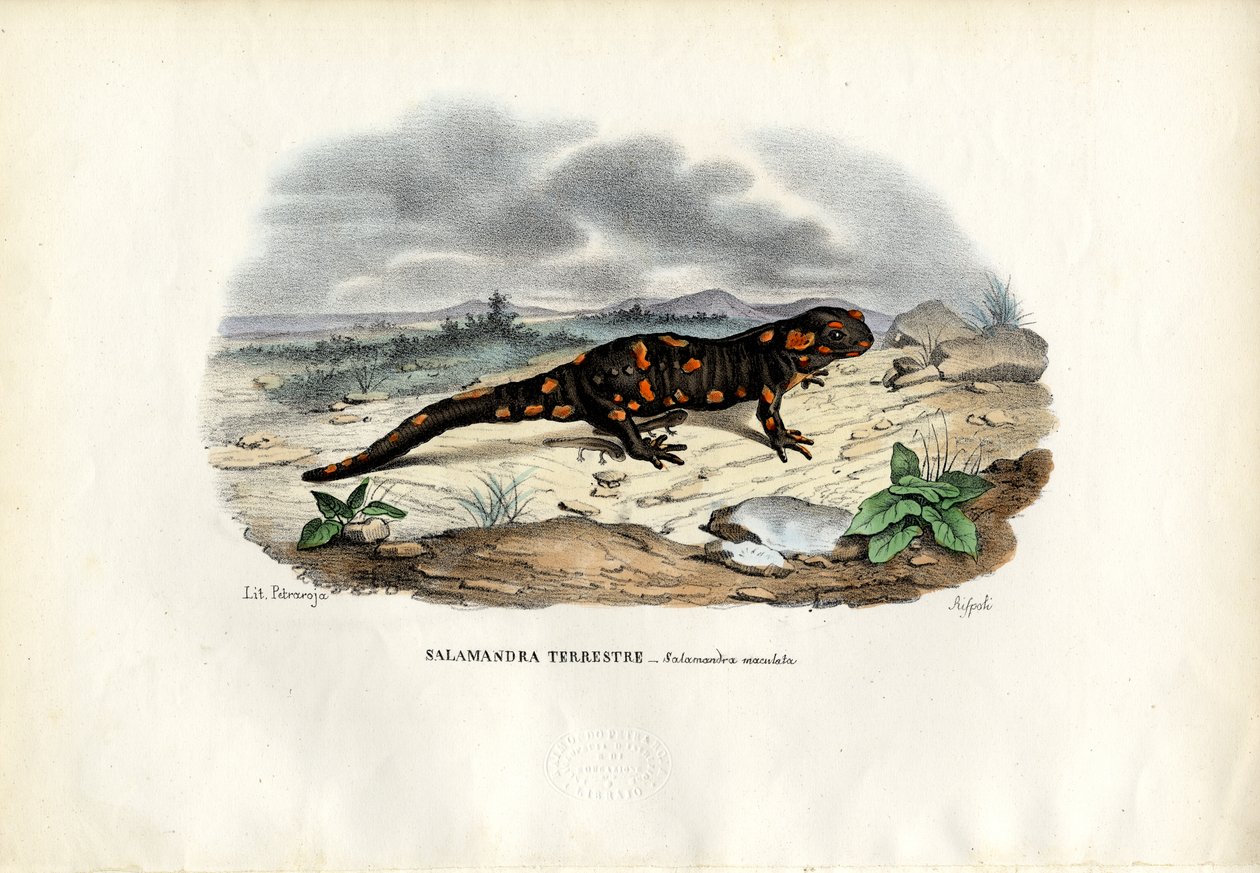 Brandsalamander, 1863-79 av Raimundo Petraroja
