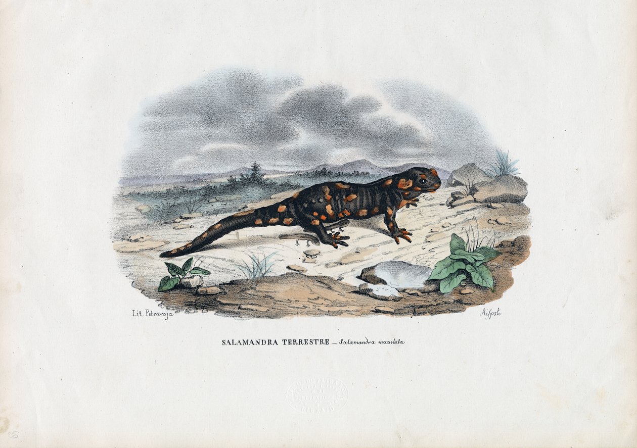 Brandsalamander, 1863-79 av Raimundo Petraroja