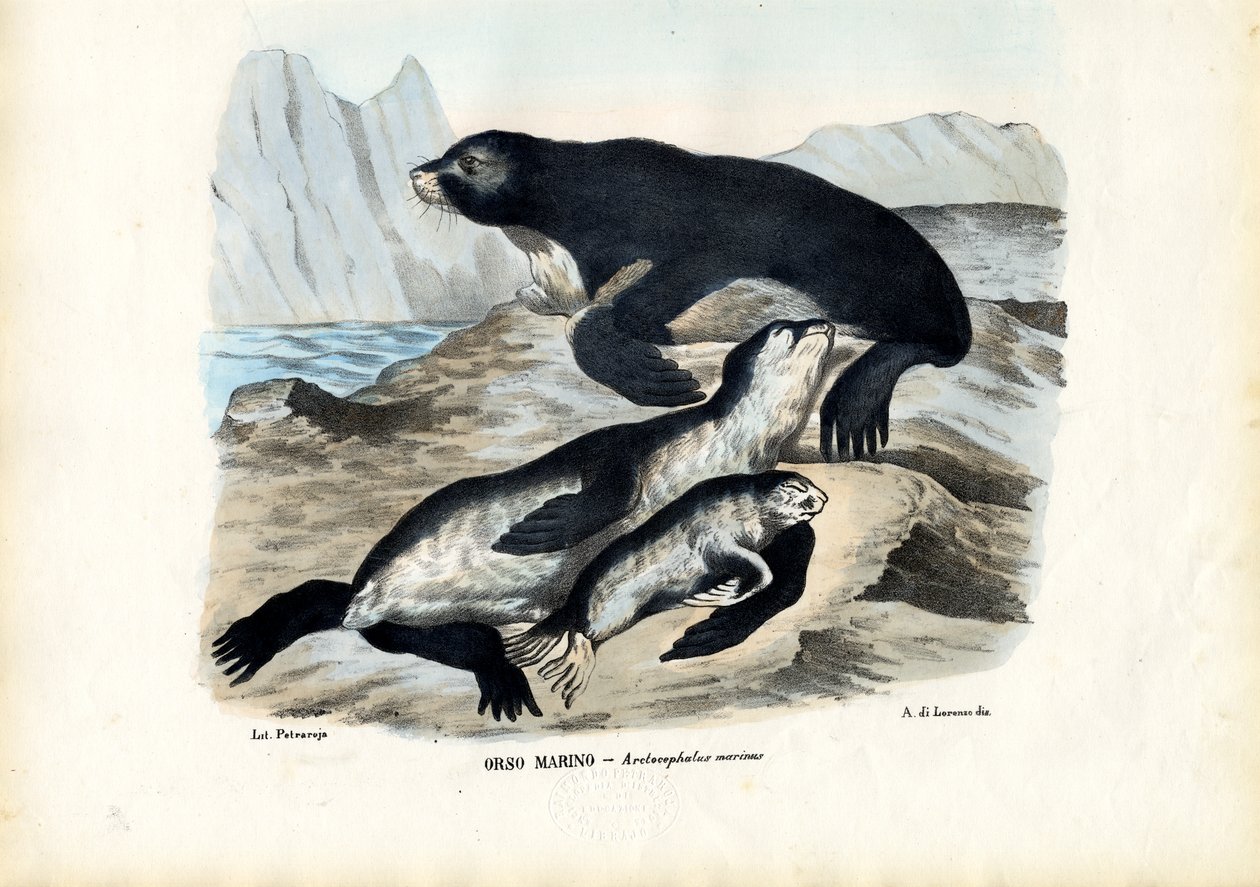 Pälssäl, 1863-79 av Raimundo Petraroja