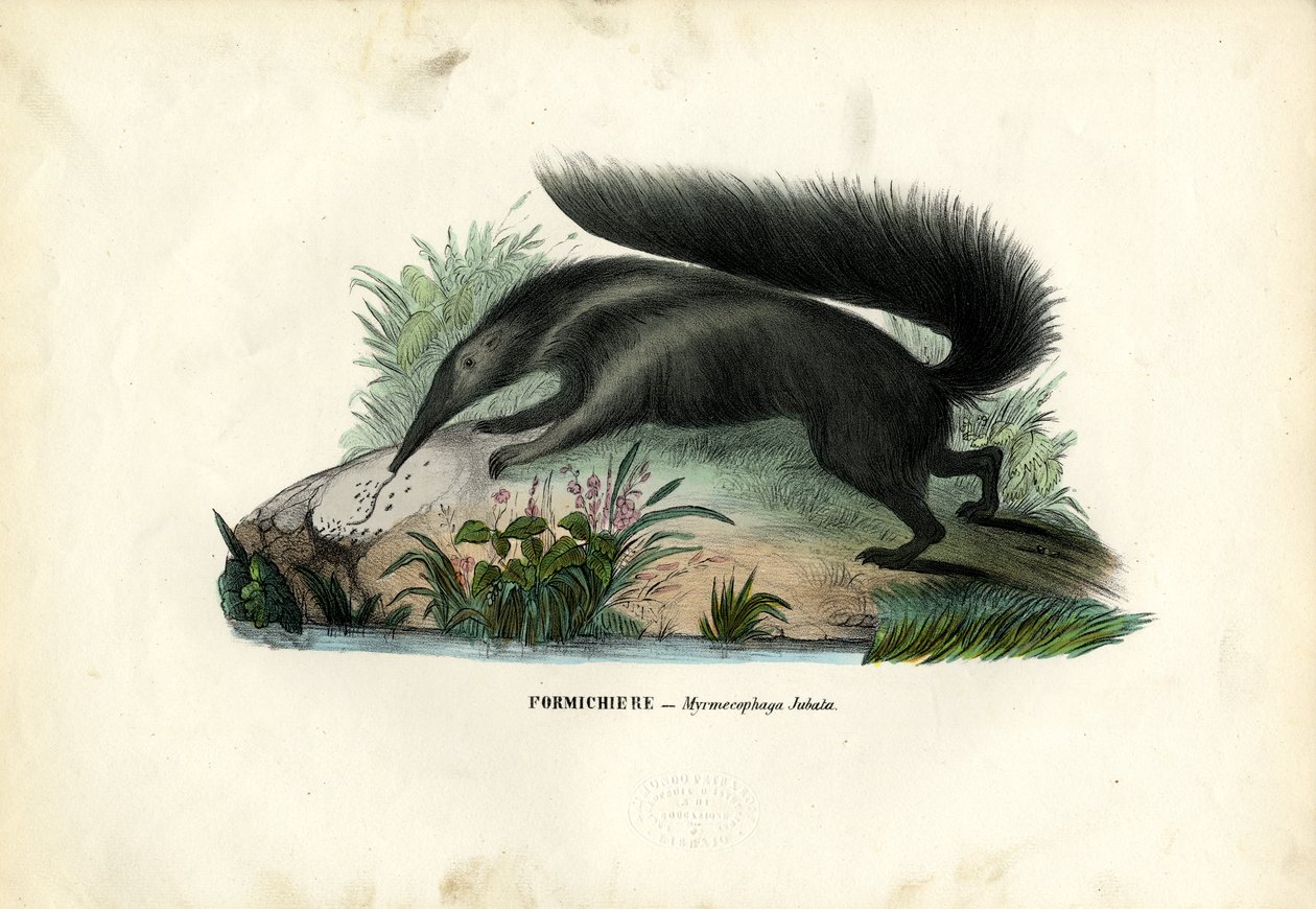 Jättemyrslok, 1863-79 av Raimundo Petraroja