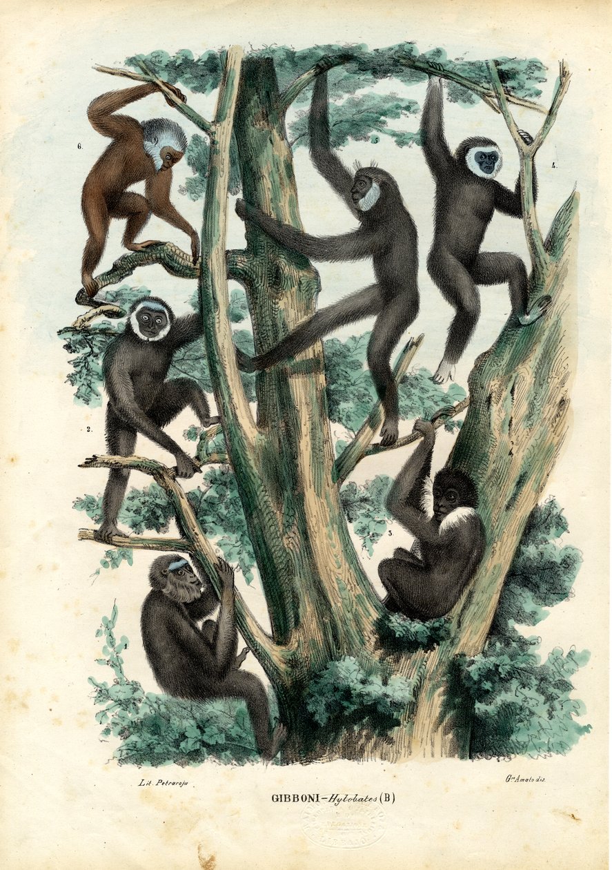 Gibbons, 1863-79 av Raimundo Petraroja