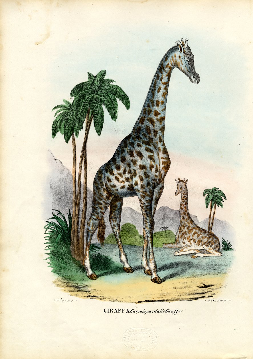 Giraff, 1863-79 av Raimundo Petraroja
