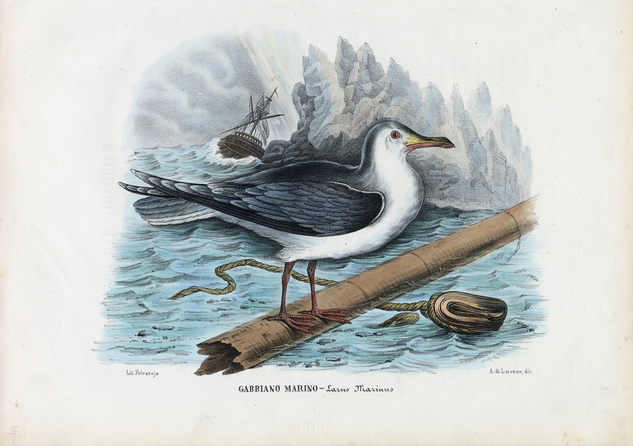Storspäckad mås, 1863-79 av Raimundo Petraroja