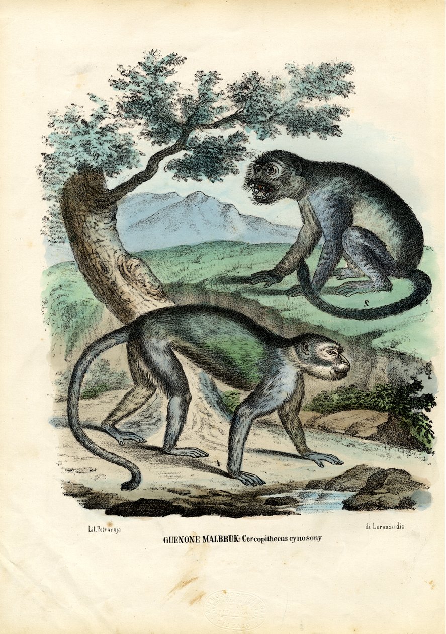 Grön eller Malbrouck Monkey, 1863-79 av Raimundo Petraroja
