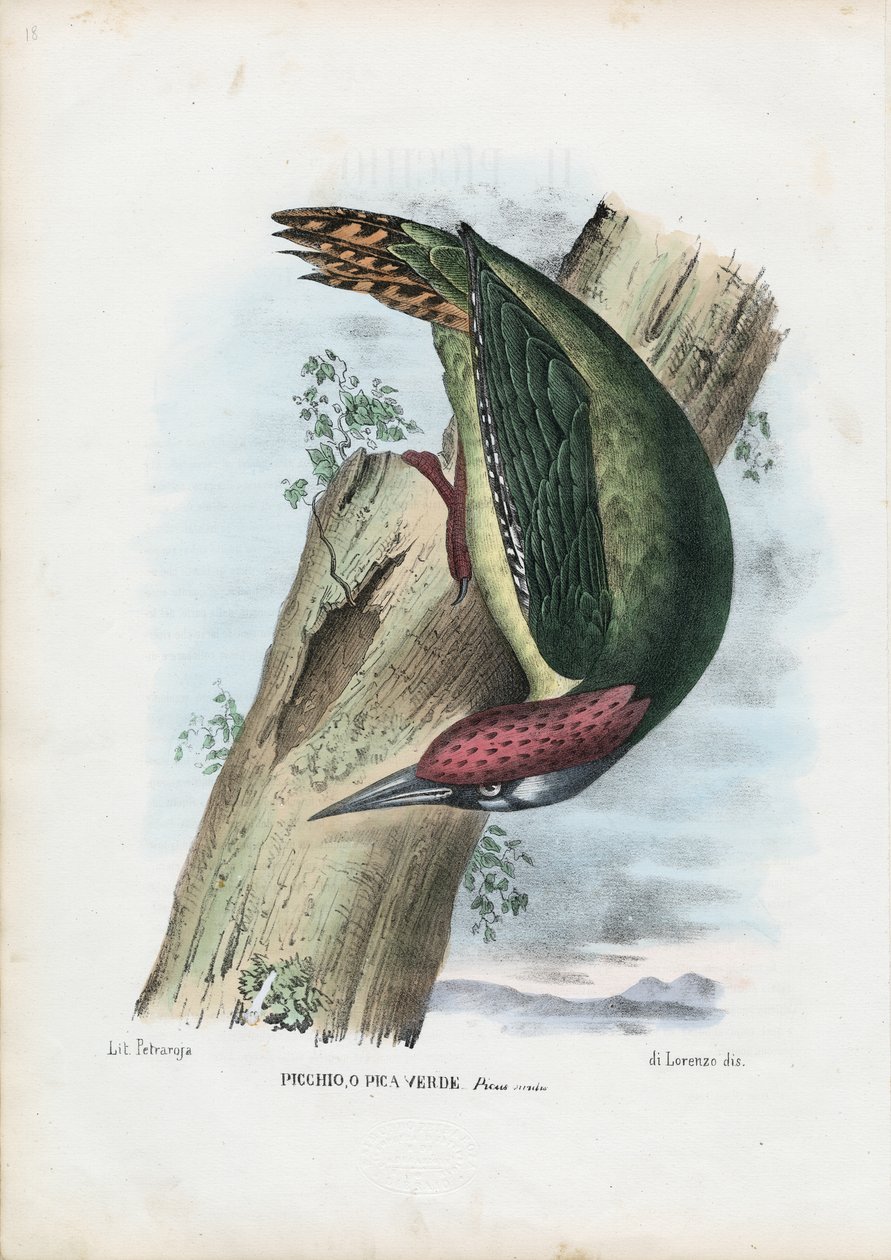 Grön hackspett, 1863-79 av Raimundo Petraroja