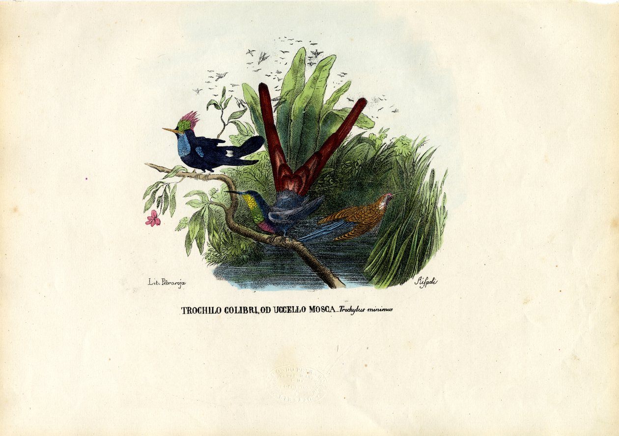 Kolibrier, 1863-79 av Raimundo Petraroja