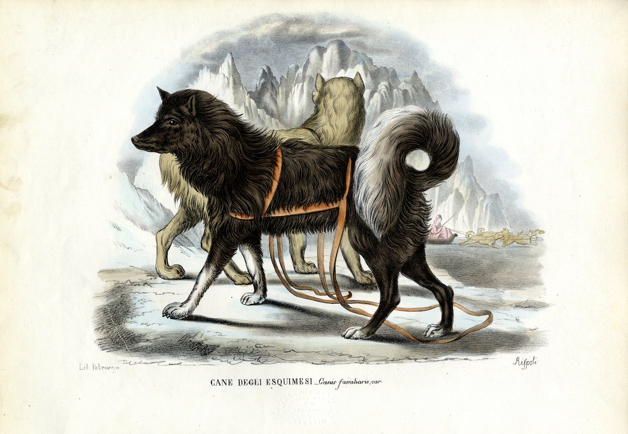 Inuits slädhund, 1863-79 av Raimundo Petraroja