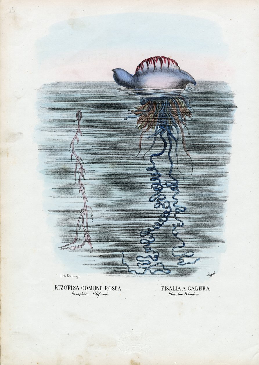 Maneter, 1863-79 av Raimundo Petraroja