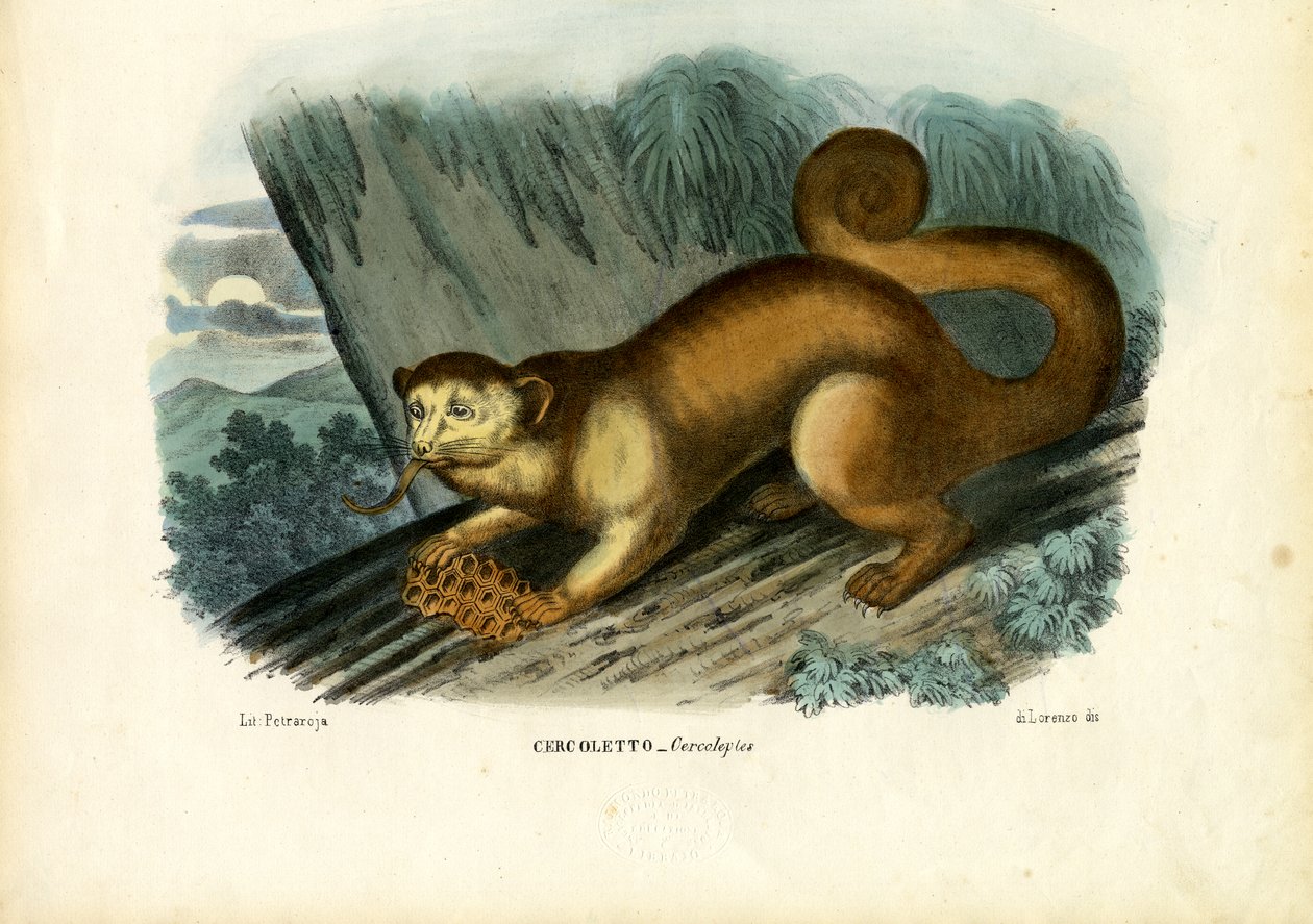 Kinkajou, 1863-79 av Raimundo Petraroja