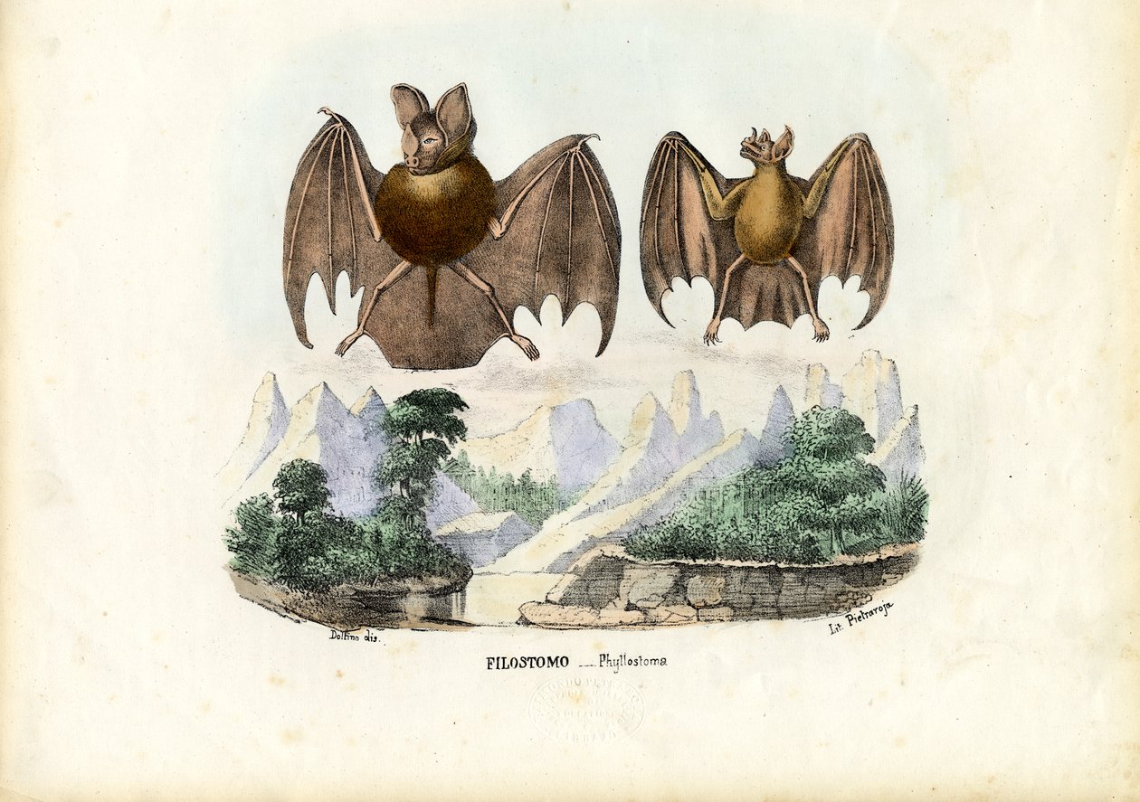 Lövnäsa fladdermöss, 1863-79 av Raimundo Petraroja