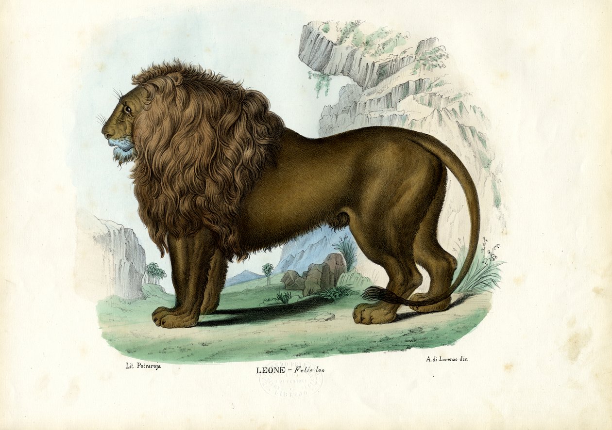 Lejon, 1863-79 av Raimundo Petraroja