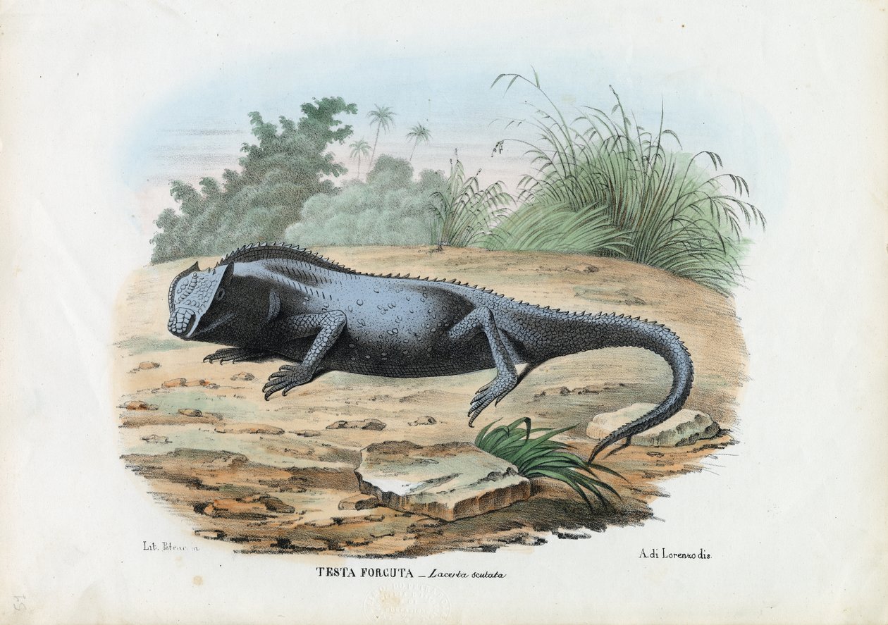 Ödla, 1863-79 av Raimundo Petraroja