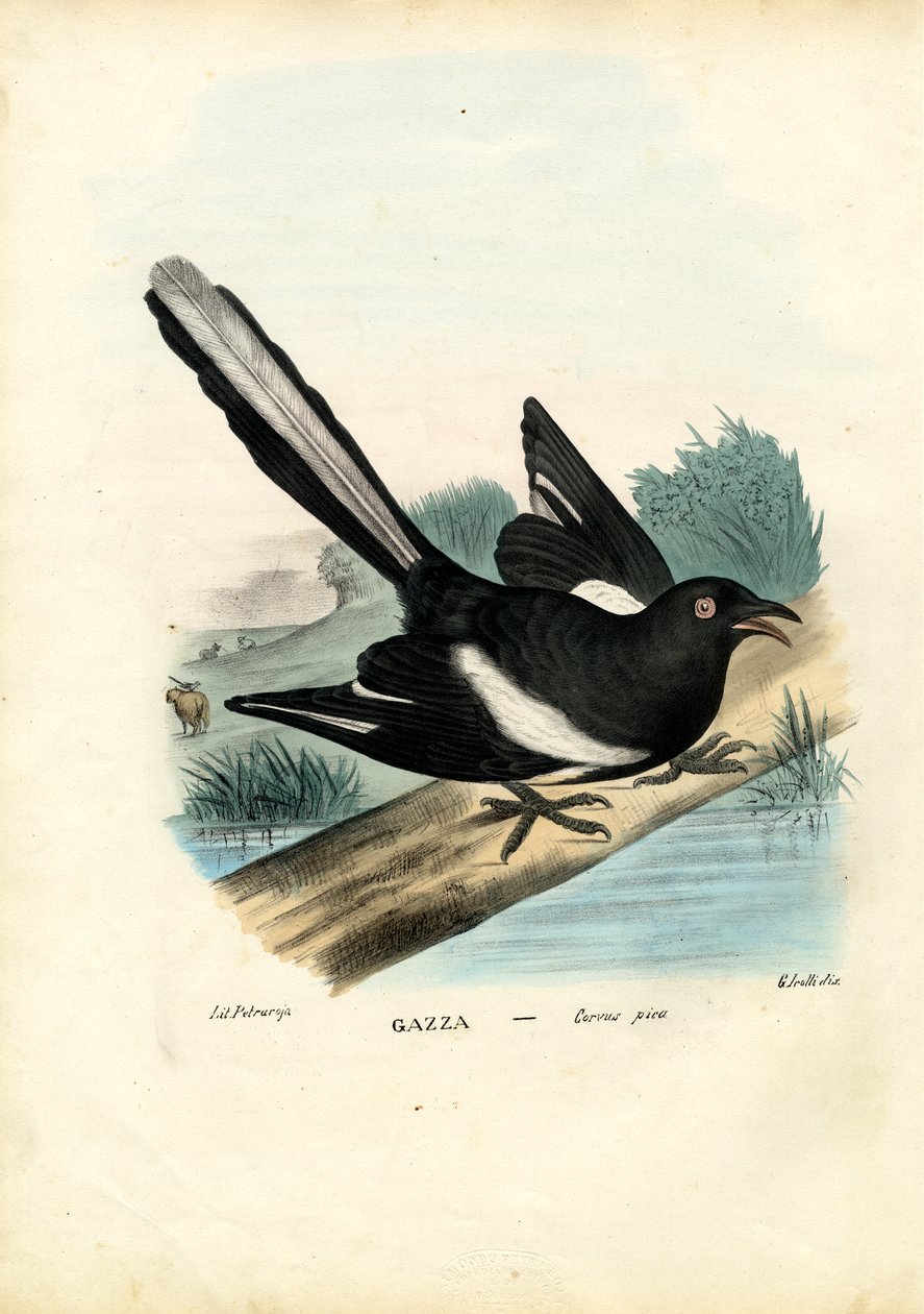 Skata, 1863-79 av Raimundo Petraroja