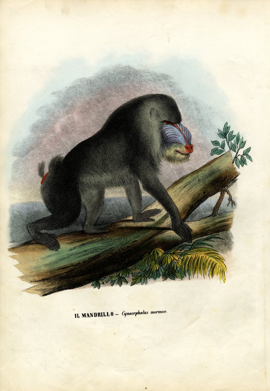 Mandrill, 1863-79 av Raimundo Petraroja