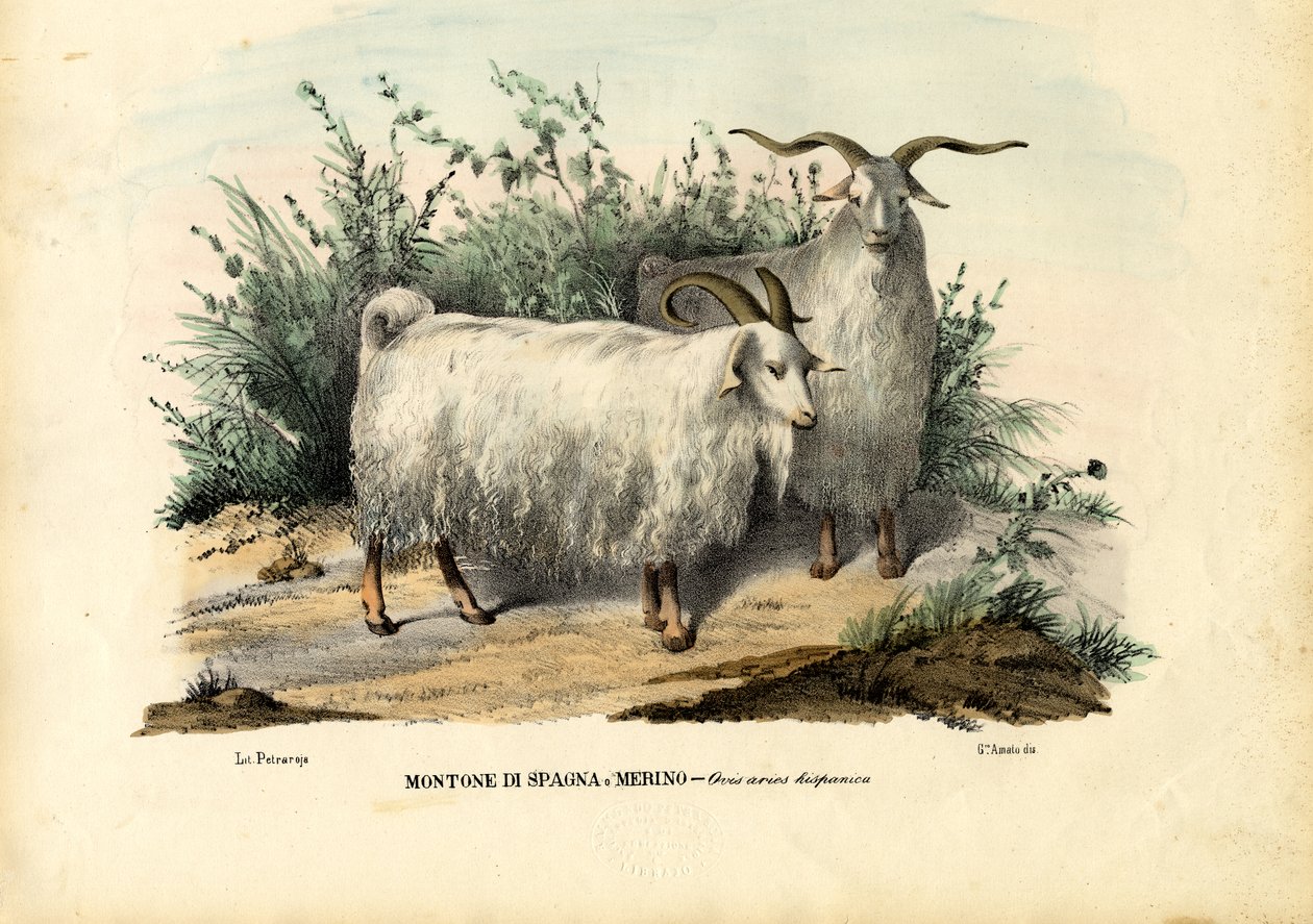 Merinofår, 1863-79 av Raimundo Petraroja
