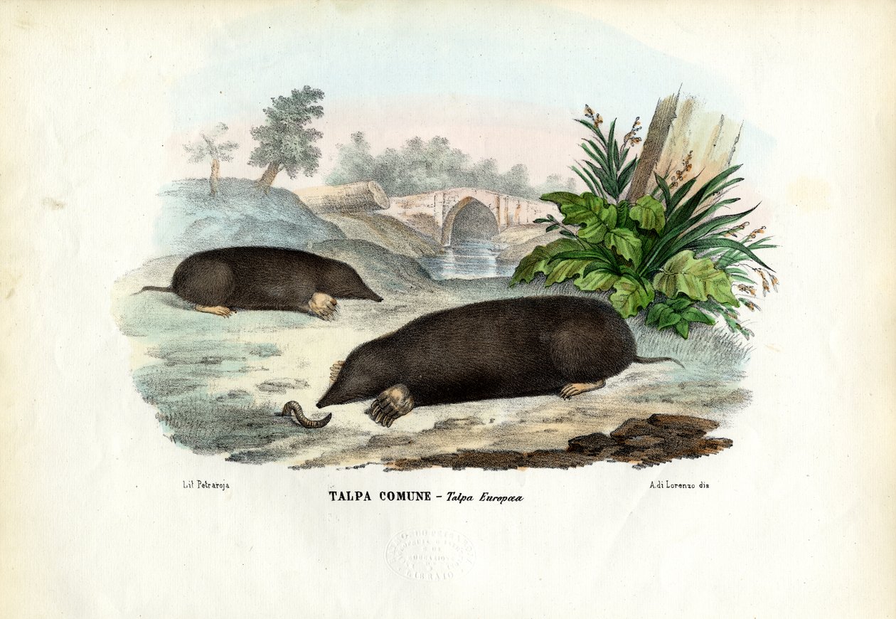 Mole, 1863-79 swed av Raimundo Petraroja