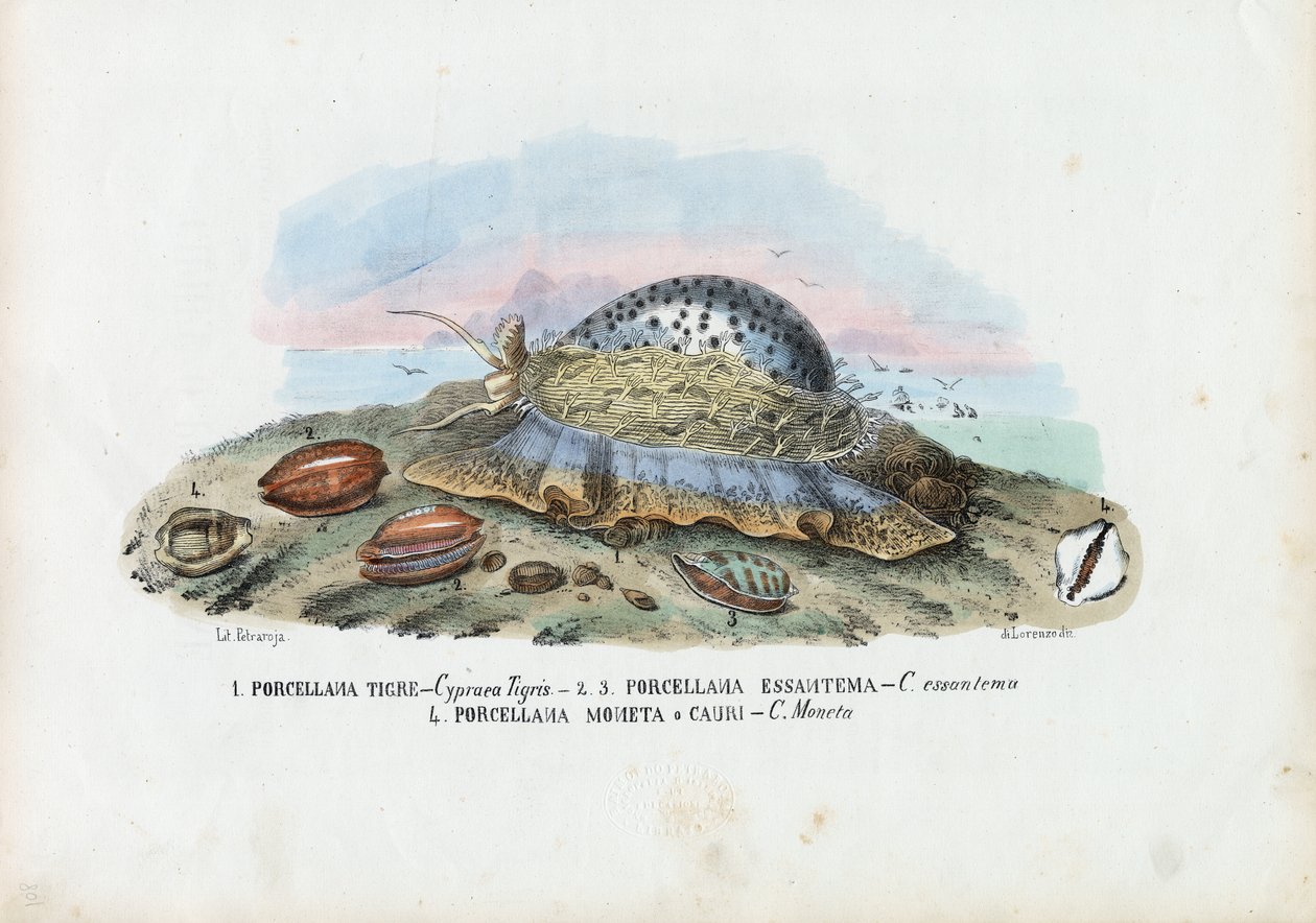 Musslor, 1863-79 av Raimundo Petraroja