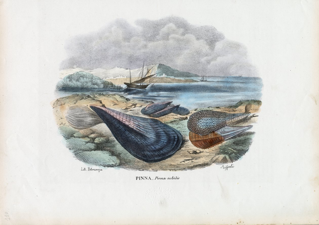 Musslor, 1863-79 av Raimundo Petraroja