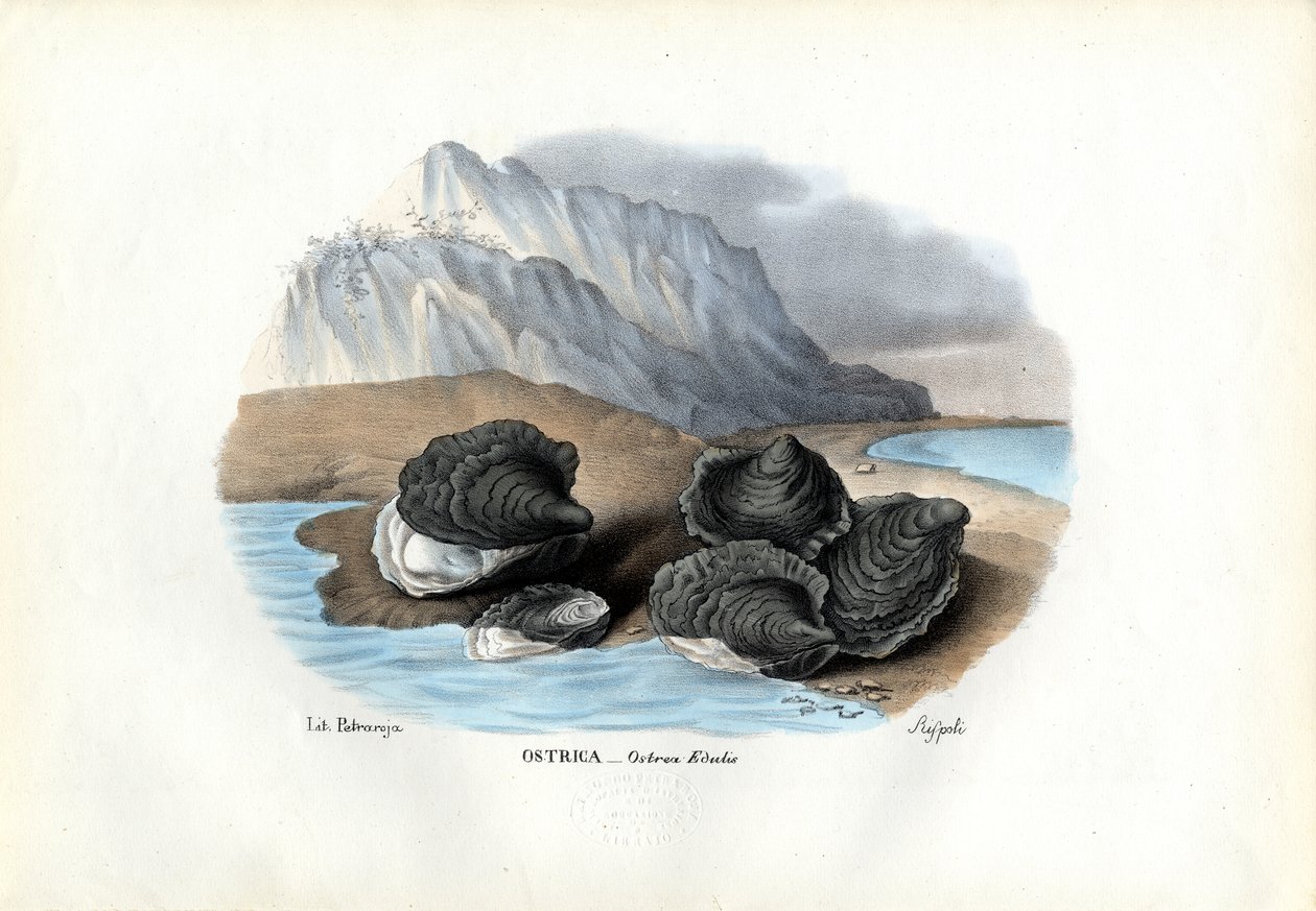 Musslor, 1863-79 av Raimundo Petraroja