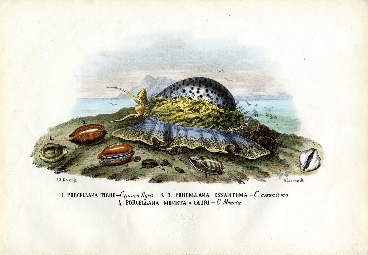 Musslor, 1863-79 av Raimundo Petraroja