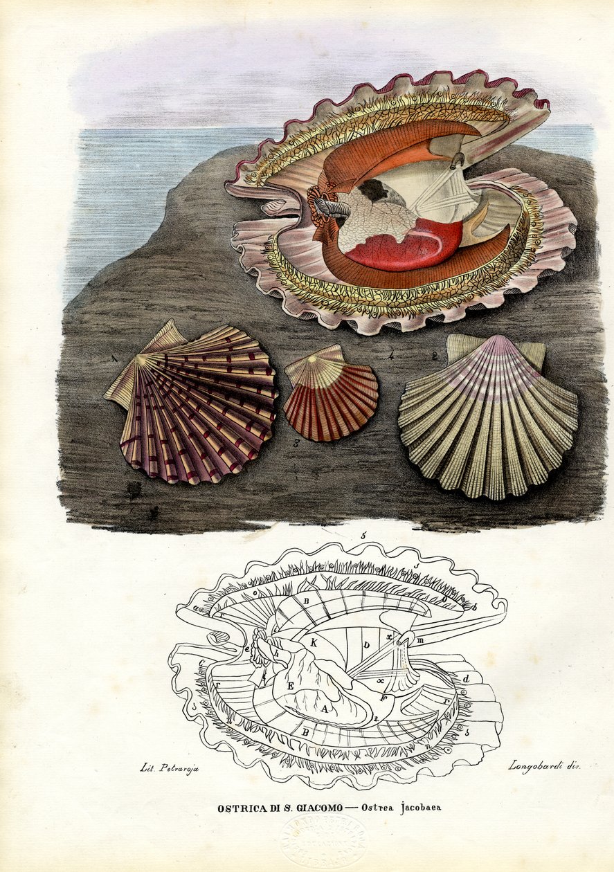 Musslor, 1863-79 av Raimundo Petraroja