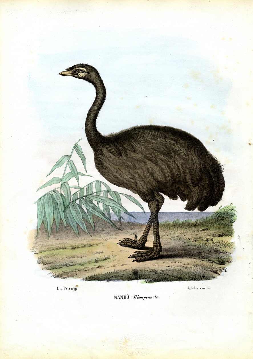 Nandu, 1863-79 av Raimundo Petraroja