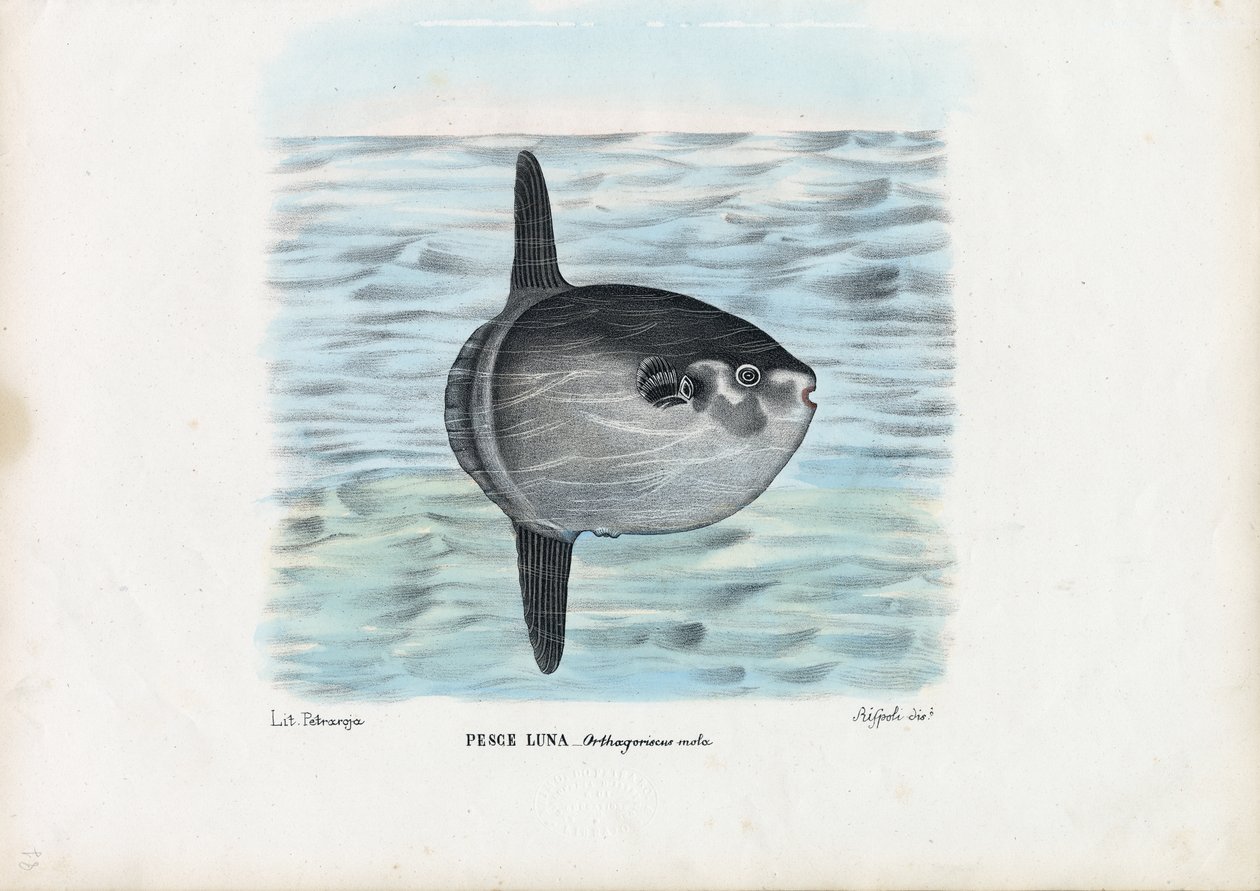Ocean Sunfish, 1863-79 av Raimundo Petraroja