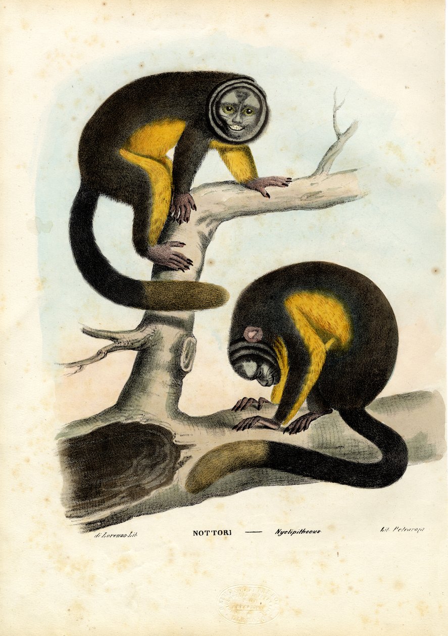 Uggleapa, 1863-79 av Raimundo Petraroja