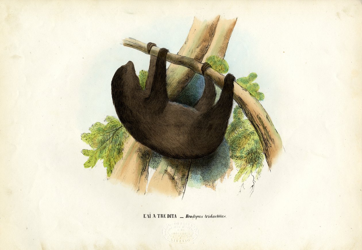 Blek-throated sengångare, 1863-79 av Raimundo Petraroja