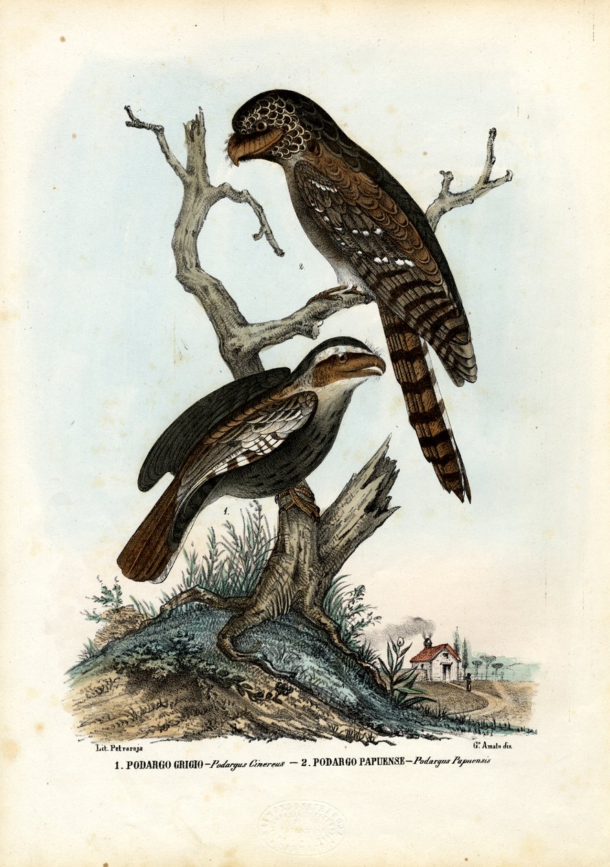 Papuan Frogmouth, 1863-79 av Raimundo Petraroja