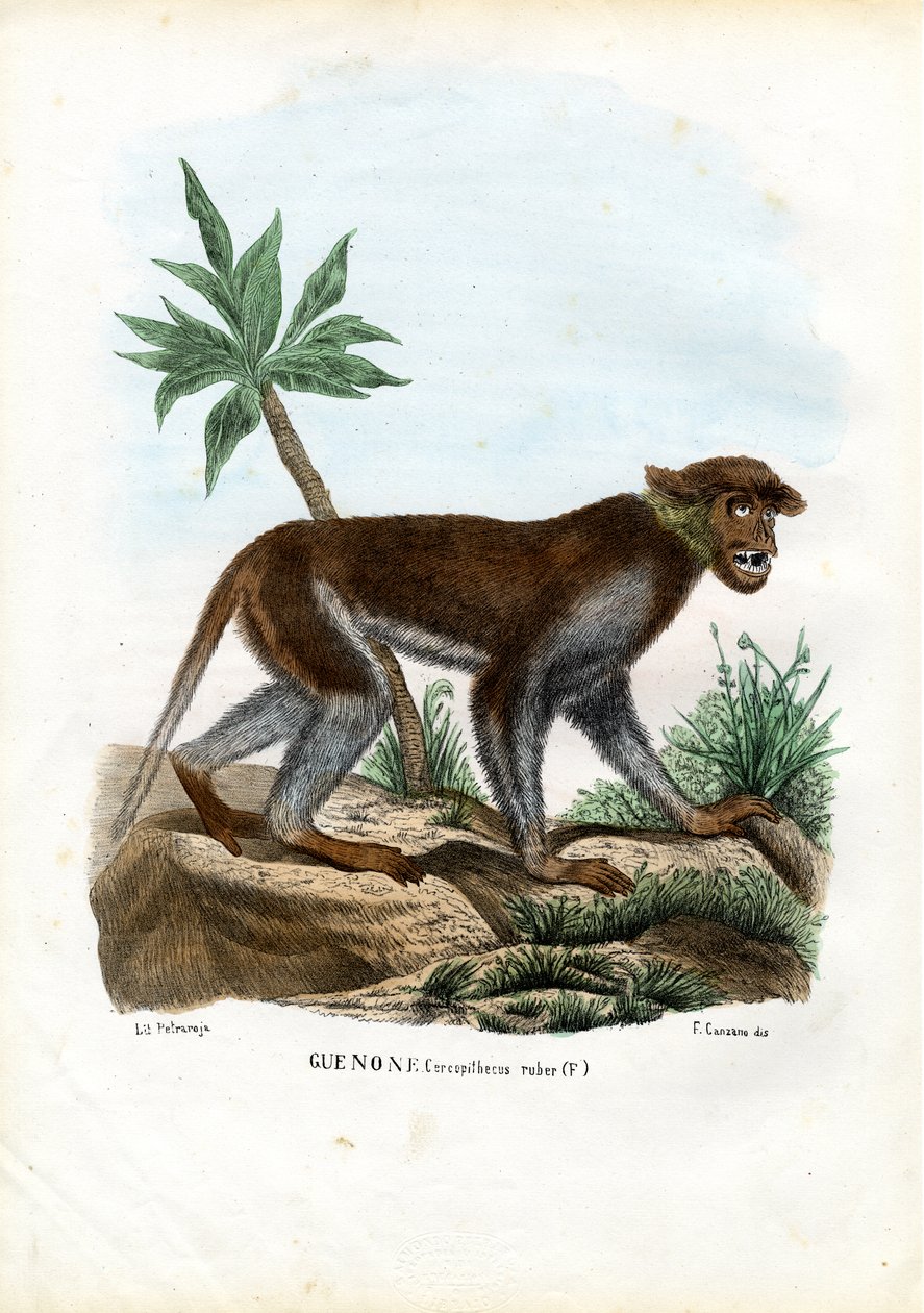 Patas apa, 1863-79 av Raimundo Petraroja