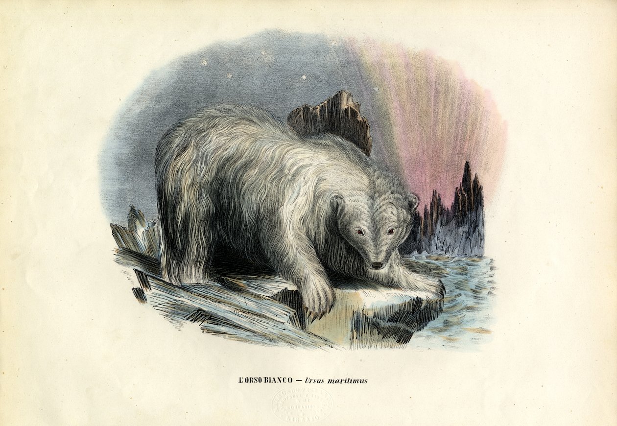 Isbjörn, 1863-79 av Raimundo Petraroja