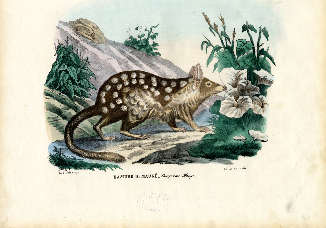 Quoll, 1863-79 av Raimundo Petraroja