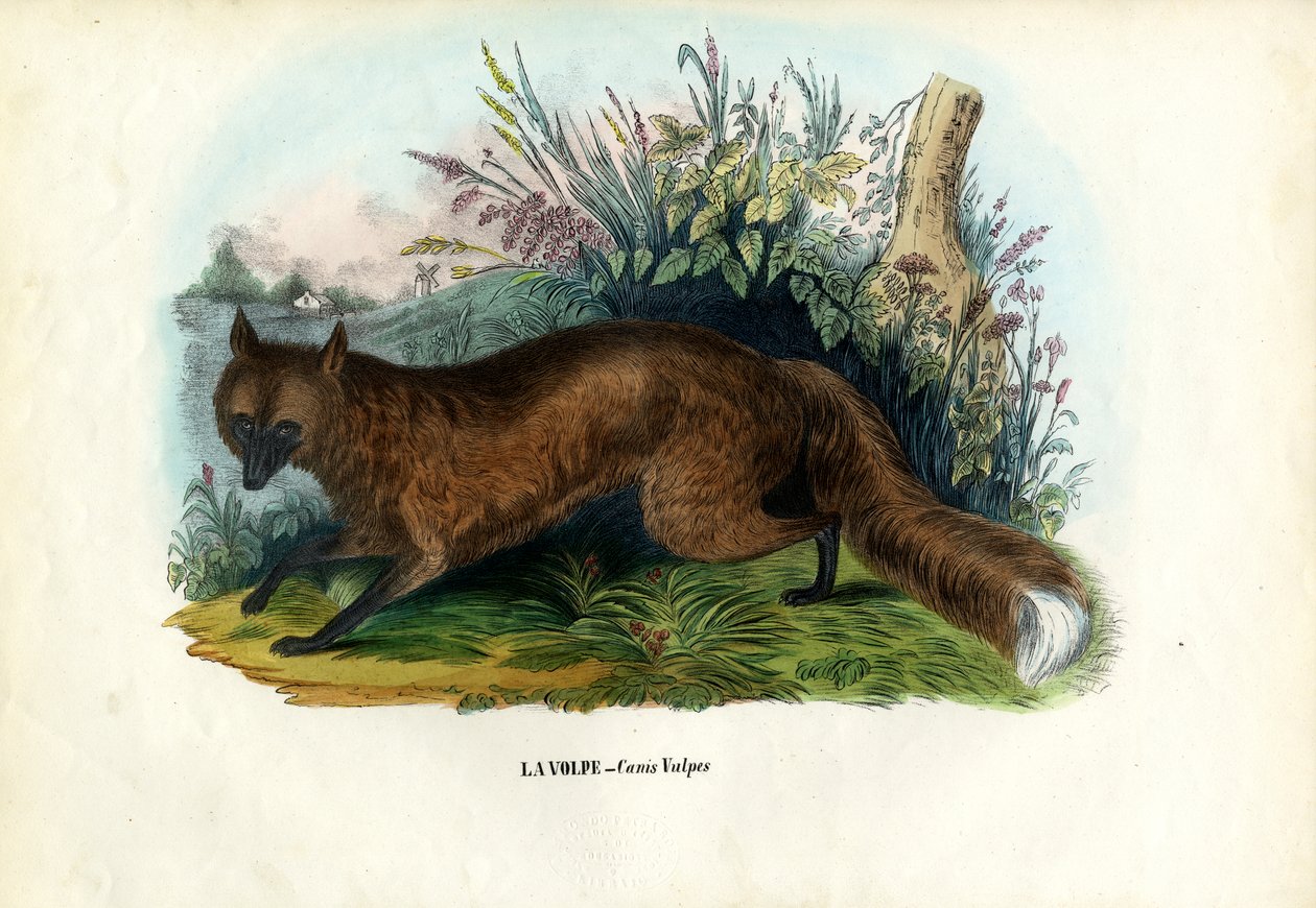 Röd räv, 1863-79 av Raimundo Petraroja