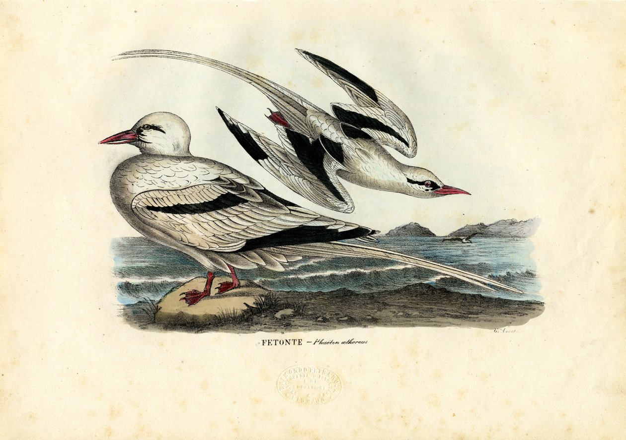 Rödnäbbade Tropicbird, 1863-79 av Raimundo Petraroja