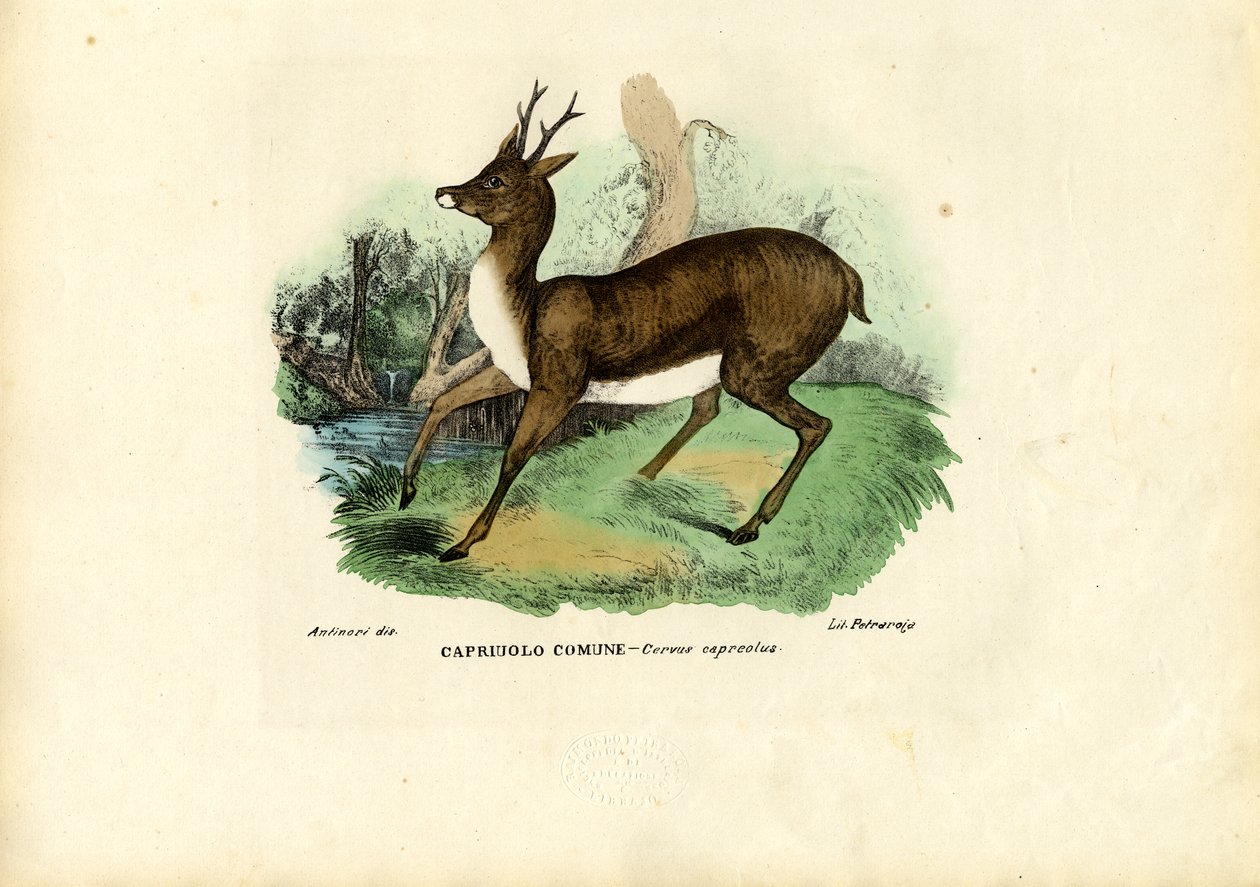 Rådjur, 1863-79 av Raimundo Petraroja