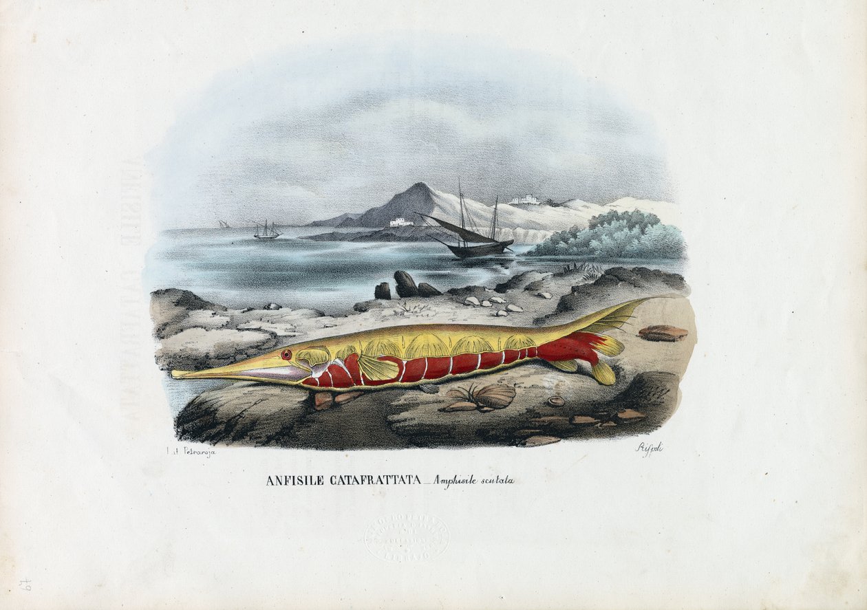 Räkor, 1863-79 av Raimundo Petraroja
