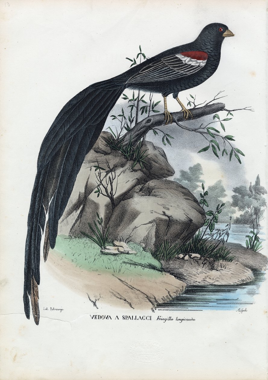 Sibirisk fink, 1863-79 av Raimundo Petraroja