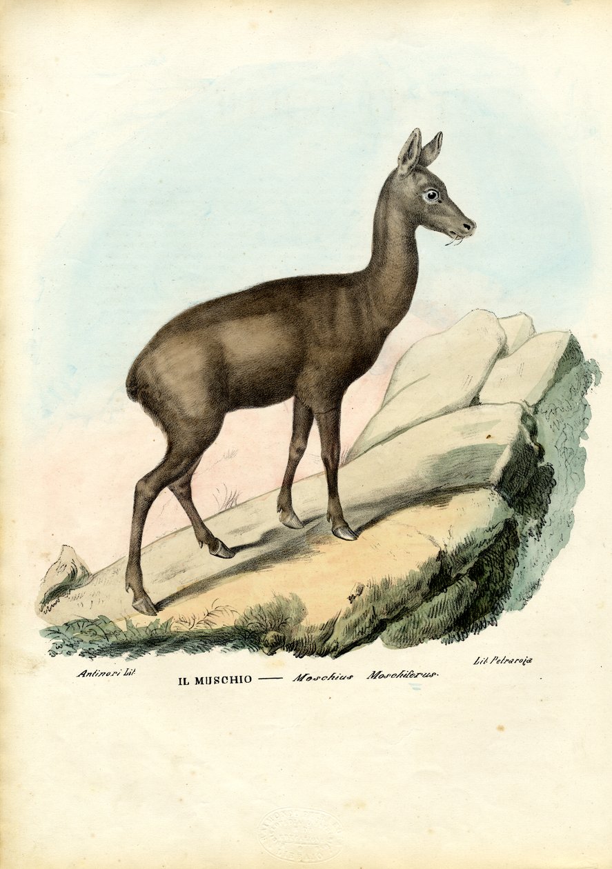 Sibirisk myskhjort, 1863-79 av Raimundo Petraroja